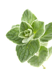 Image showing thyme herb
