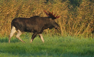 Image showing Moose bull walking