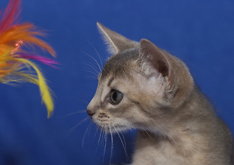 Image showing kitten