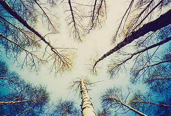 Image showing Retro look Birch trees