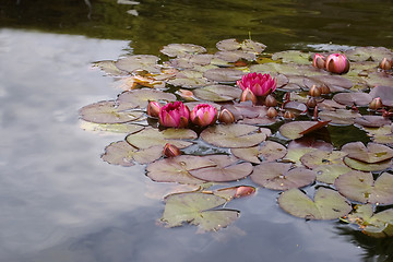 Image showing waterlilies