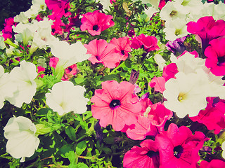 Image showing Retro look Flower picture