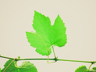 Image showing Retro look Vine picture