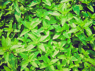 Image showing Retro look Peppermint