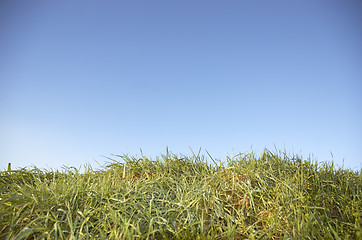 Image showing Grass and sky