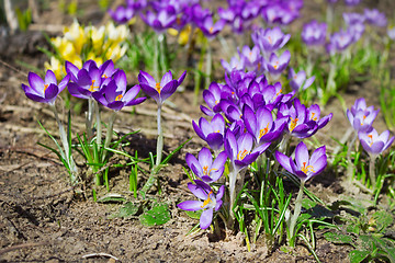 Image showing Yellow and purple crocuses