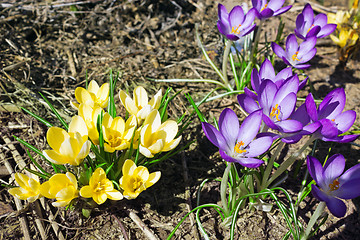 Image showing Yellow and purple crocuses