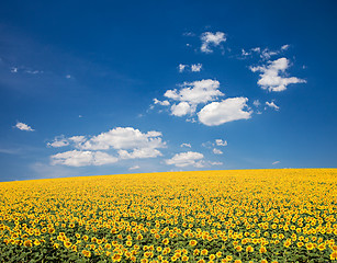 Image showing Sunflower Field