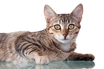 Image showing Brown Striped Kitten