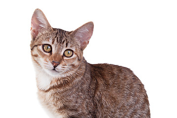 Image showing Brown Striped Kitten