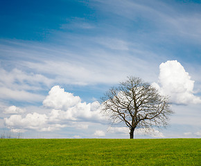 Image showing Leafless Tree