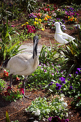 Image showing Australian Ibis Threskiornis moluccus