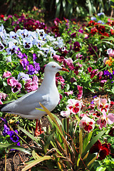 Image showing Silver Gull in garden bed of pansies