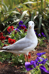 Image showing Juvenile Silver Gull in garden