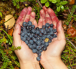 Image showing Collect berries blueberries in the forest