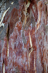 Image showing sycamore tree texture
