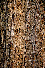 Image showing old tree texture