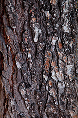 Image showing old tree texture