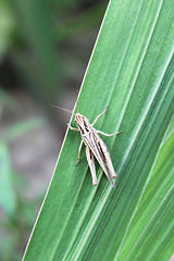 Image showing Grey grasshopper on a green blade