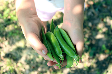 Image showing pea pods in the hand