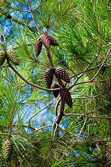 Image showing pine tree and cones