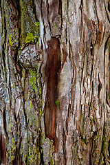 Image showing old tree texture