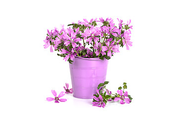 Image showing wild violet flowers in bucket 