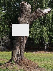 Image showing Empty board on a tree