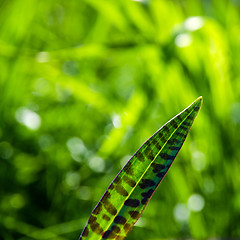 Image showing Spotted leaf