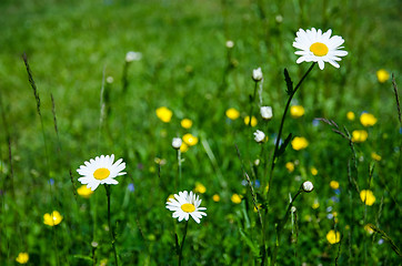 Image showing Daisy delight