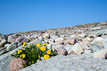 Image showing Dandelions