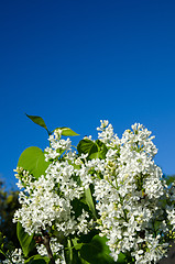 Image showing White flowers