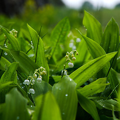 Image showing After the rain