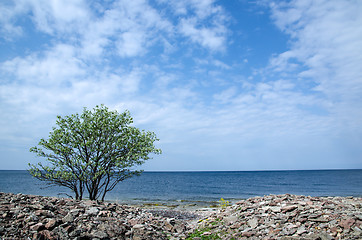 Image showing Lone tree at coast