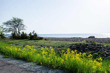 Image showing Rapeseed at roadside