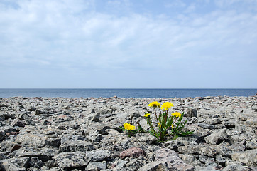 Image showing Solitaire dandelion