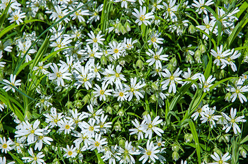 Image showing Carpet of white flowers