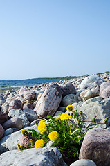 Image showing Yellow flowers by stones