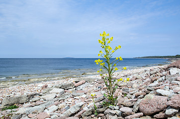 Image showing Rapeseed flower at coast