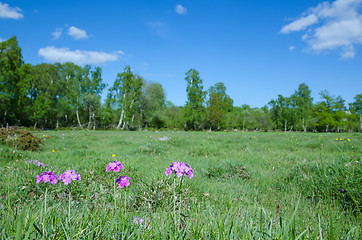 Image showing Marsland beauty