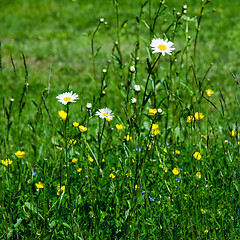 Image showing Group of Daisies