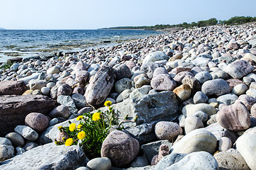 Image showing Dandelion among stones