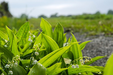 Image showing Lily of the Valley with rain drops