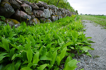 Image showing Lily of the Valley 