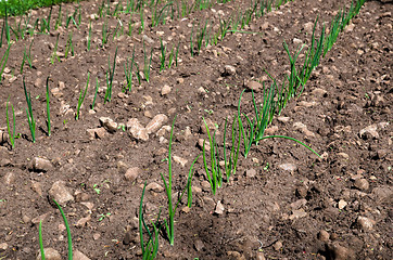 Image showing Onion rows