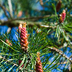 Image showing Pine tree blossom