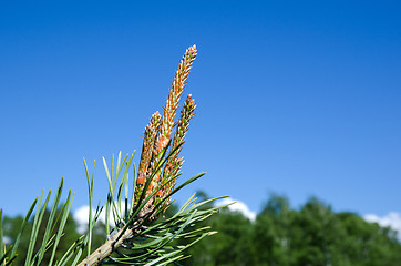 Image showing Tree shoots