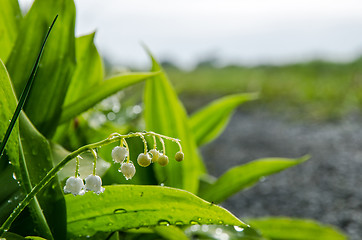 Image showing Lily of the Valley closeup