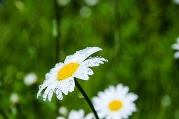 Image showing Daisy with raindrops