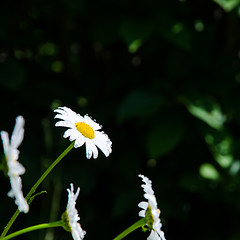 Image showing Daisies at dark background